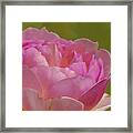 Pink Rose #d3 Framed Print