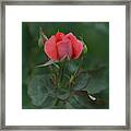 Pink Rose Framed Print