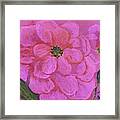 Pink Rose Flowers Framed Print