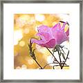 Pink Rose In The Light Of Fall Framed Print