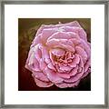 Pink Rose Framed Print