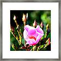 Pink Rose Framed Print