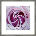 Pink Rose Swirl Framed Print