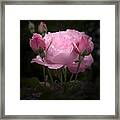 Pink Rose With Buds Framed Print