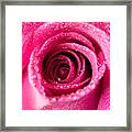 Pink Rose With Droplets Framed Print