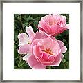Pink Roses 2 Framed Print