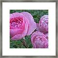 Pink Roses Framed Print