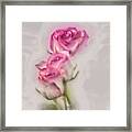 Pink Roses Framed Print