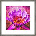 Pink Sensation Framed Print