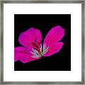 Pink Stamen Framed Print