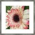 Pink Tips Framed Print