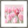 Pink Tulip Cloud Framed Print