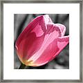 Pink Tulip On Black And White Framed Print