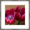 Pink Tulip Pair Framed Print