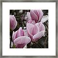 Pink Tulip Tree Framed Print