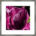 Pink Tulip Watercolor Framed Print