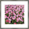Pink Tulips- Photograph Framed Print