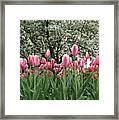 Pink Tulips Under Flowering Crab Tree Framed Print