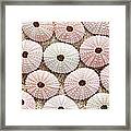 Pink Urchin Shells Framed Print