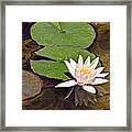 Pink Water Hyacinth Two Framed Print