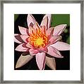 Pink Water Lily 2016 Framed Print
