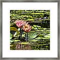 Pink Water Lily Reflections Framed Print