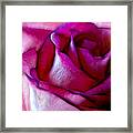 Pinked Rose Details Framed Print