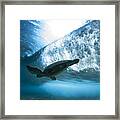 Pipe Turtle Glide  -  Part 3 Of 3 Framed Print
