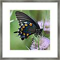 Pipevine Swallowtail Framed Print