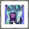 Pit Bull - Aqua Framed Print