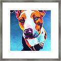 Pit Bull - Bentley Framed Print