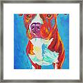 Pit Bull - Puppy Dog Eyes Framed Print