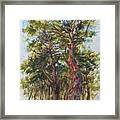 Pitch Pines, Cape Cod Framed Print