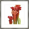 Pitcher Plant - Carnivorous Sarracenia Framed Print