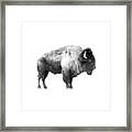 Plains Bison Framed Print