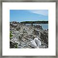 Plant And Shell On A Dominican Shore Framed Print