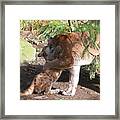 Playful Hugs Framed Print