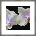 Playful Orchids Framed Print
