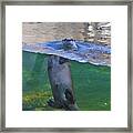 Playful Otter Framed Print