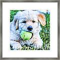 Playful Pup Framed Print