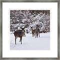 Playing In The Snow Framed Print