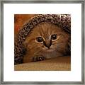 Playing Peek-a-boo Framed Print