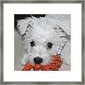 Playing Puppy Framed Print