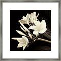 Plumeria Blossoms In Sepia Framed Print