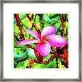 Plumeria Flower Framed Print