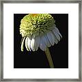 Plush Green Apple Delight Framed Print