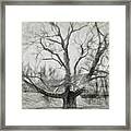 Pinchot Tree Sketch Framed Print