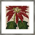 Poinsettia Framed Print