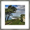 Point Reyes Windblown Cypress Framed Print
