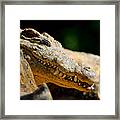 Pointy Teeth Framed Print